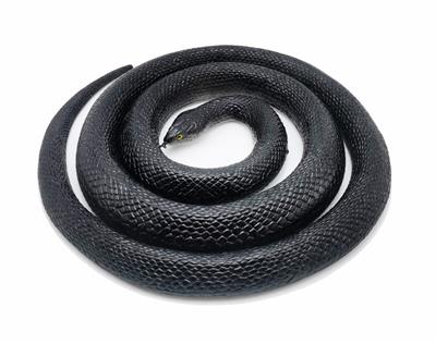 Animaltoys - OBL10065256