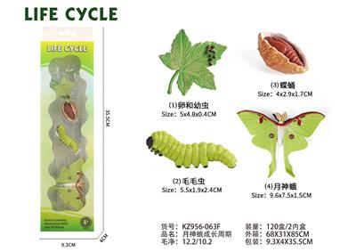 月神蛾成长周期 - OBL10072342