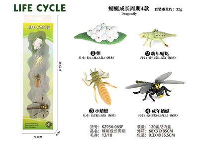 蜻蜓成长周期 - OBL10072344