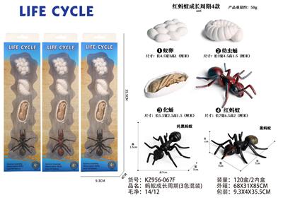 蚂蚁成长周期 - OBL10072346