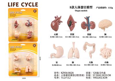 人体器官模型 - OBL10072348