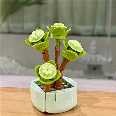 金钱木 - OBL10170476