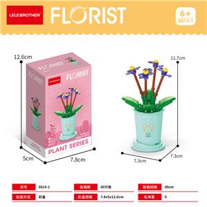 非洲堇 - OBL10186283