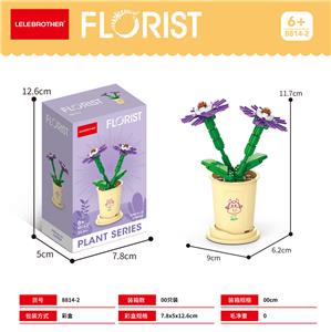 瓜叶菊 - OBL10186287