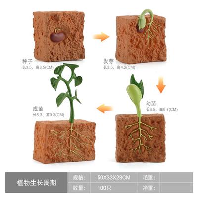 豆芽生长周期 - OBL10198368