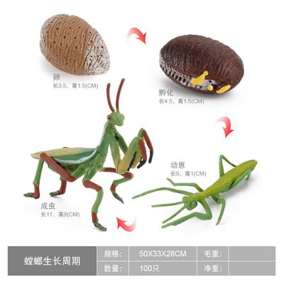 螳螂成长周期 - OBL10198372