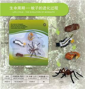 蚊子成长周期 - OBL10198378