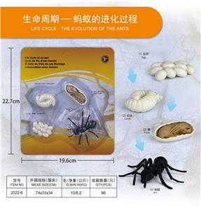 蚂蚁成长周期 - OBL10198380