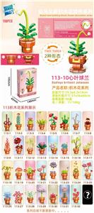 心叶球兰 - OBL10211215