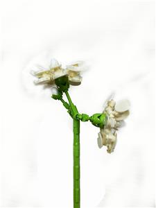 茉莉花 - OBL10243396