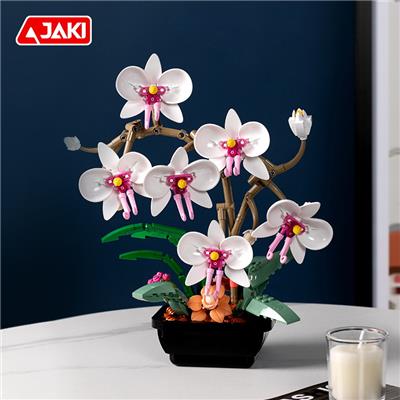 蝴蝶兰（婉约白） - OBL10243476