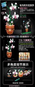 蝴蝶兰 - OBL10253430