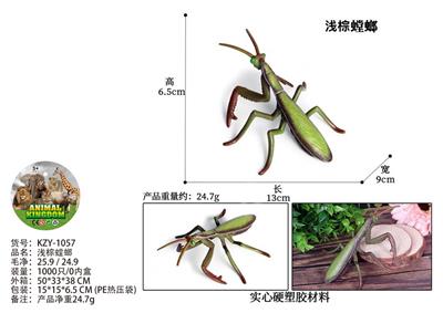 浅棕螳螂 - OBL10436029
