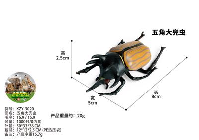 五角大兜虫 - OBL10436182