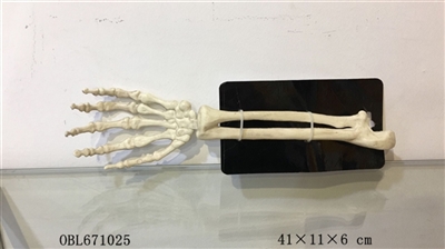 Ground skeleton hands - OBL671025