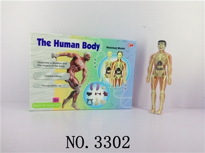 人体组合 - OBL678020