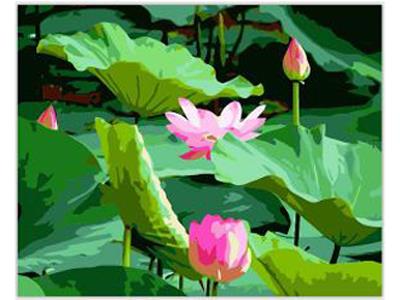 DIY digital oil painting lotus. - OBL835040