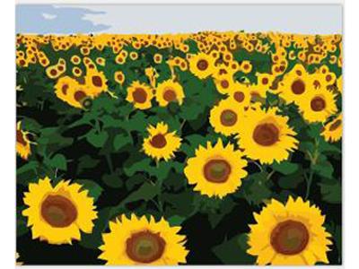 DIY DIGITAL OIL PAINTING SUNFLOWER. - OBL835066