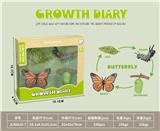 OBL10032636 - 科技生物进化演变过程(蝴蝶)