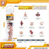 OBL10081817 - 人类器官套装