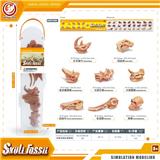 OBL10081836 - 史前动物头骨套装