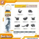 OBL10081837 - 史前动物头骨套装