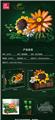 OBL10163366 - 爬山虎盆栽 924PCS