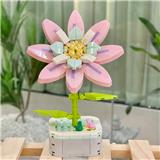 OBL10170514 - 铁线莲