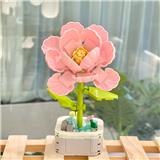 OBL10170520 - 芙蓉花