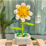 OBL10170527 - 太阳花