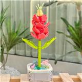 OBL10170531 - 虾衣花