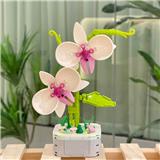 OBL10170535 - 莲瓣兰