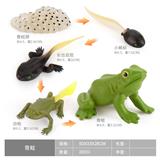 OBL10198357 - 青蛙成长周期
