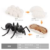 OBL10198360 - 蚂蚁成长周期
