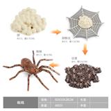 OBL10198361 - 蜘蛛成长周期