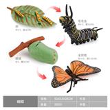 OBL10198362 - 蝴蝶成长周期
