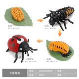 OBL10198364 - 瓢虫成长周期