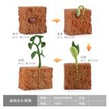 OBL10198368 - 豆芽生长周期