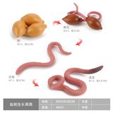 OBL10198369 - 蚯蚓生长周期