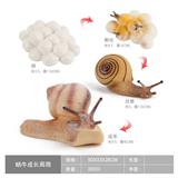 OBL10198371 - 蜗牛成长周期2