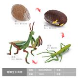 OBL10198372 - 螳螂成长周期