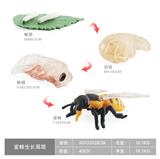 OBL10198373 - 新款蜜蜂成长周期