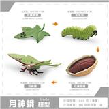 OBL10198374 - 月神娥成长周期
