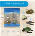 OBL10198375 - 绿毛龟成长周期