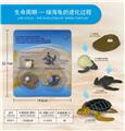 OBL10198376 - 海龟成长周期