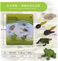 OBL10198377 - 青蛙成长周期