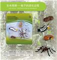 OBL10198378 - 蚊子成长周期