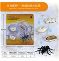 OBL10198380 - 蚂蚁成长周期