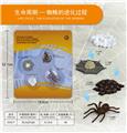OBL10198381 - 蜘蛛成长周期