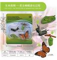 OBL10198382 - 蝴蝶成长周期